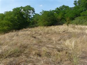 Pohľad na psiarkovú lúku v Boroch - nekosenie, sukcesia